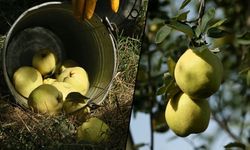 ‘Eşme ayvası’ 11 ülkede damakları tatlandıracak