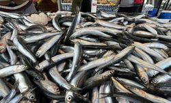 Tezgahlarda hamsi 30, çinekop 50 TLden satışa sunuluyor