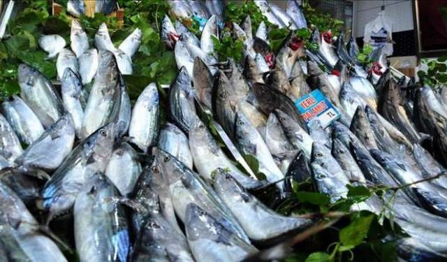 8 ayın balığını 10 günde tuttuk