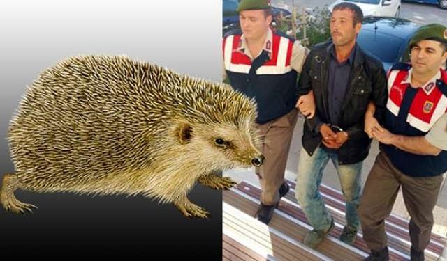 Hapse girmemek için 8 ay kirpi ve yılan yedi