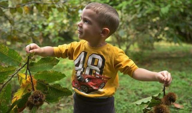 Kestanenin ormandan tezgahlara uzanan yolculuğu