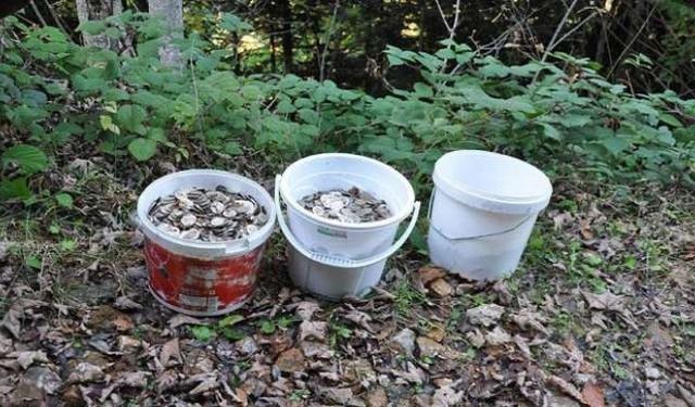 Mantar yerine bozuk para topladılar