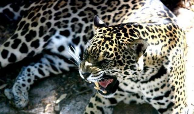 Müzmin bekar dişi jaguara eş aranıyor