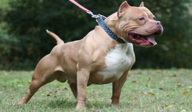 Pitbull besleyene şok ceza!