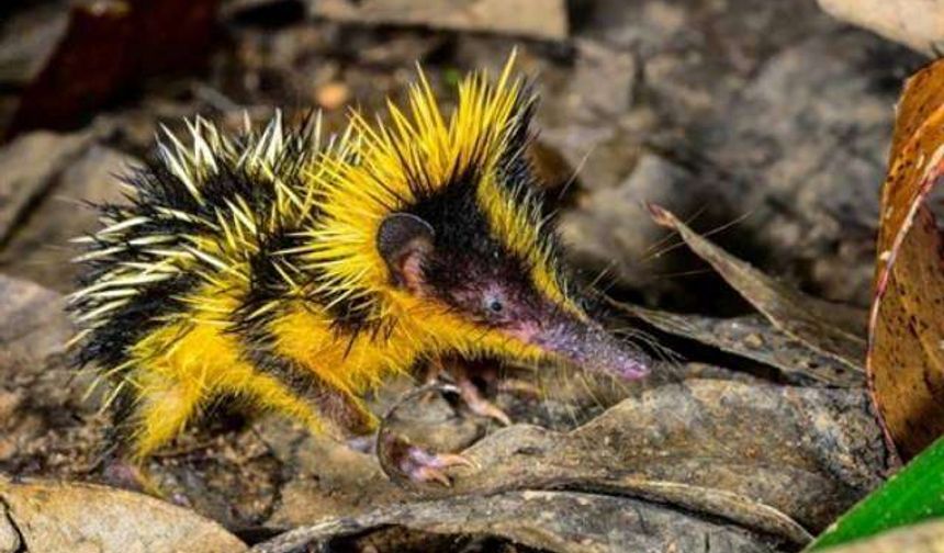 Dünya'nın en ilginç canlıları