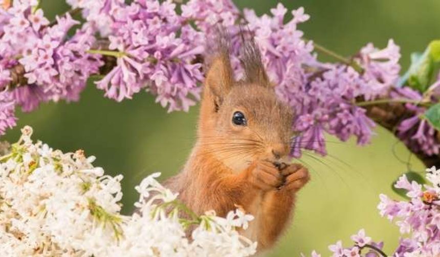 Şaşkına Çeviren Sincap Fotoğrafları