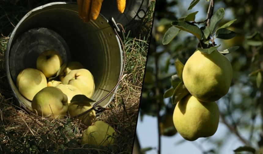 ‘Eşme ayvası’ 11 ülkede damakları tatlandıracak