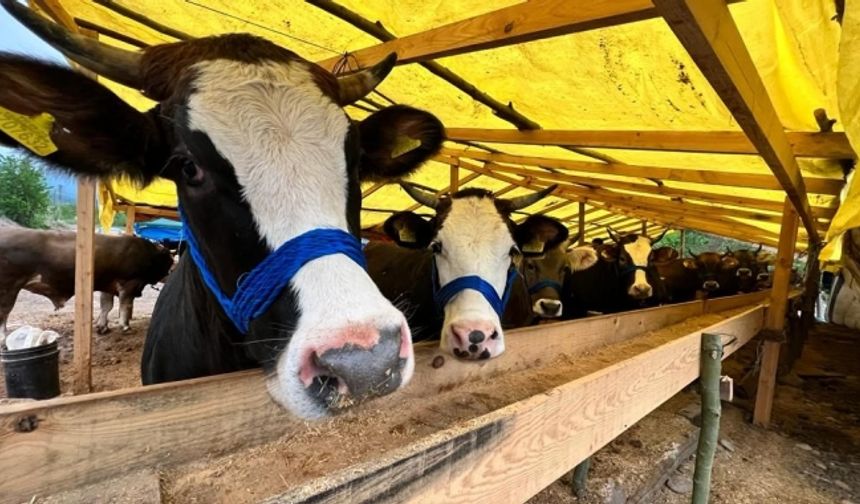 Kurbanlık Hayvan Satış Yeri İçin Hazırlıklar Tamam